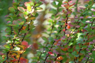 Berberis ottawensis supera. Sonbahar