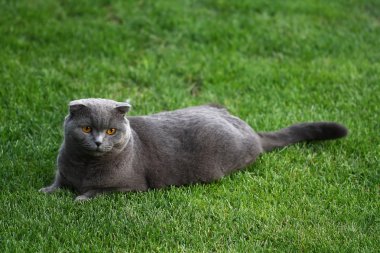 İskoç fold kedi yeşil çimenlerin üzerinde