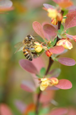 Berberis ottawensis supera and the bee clipart