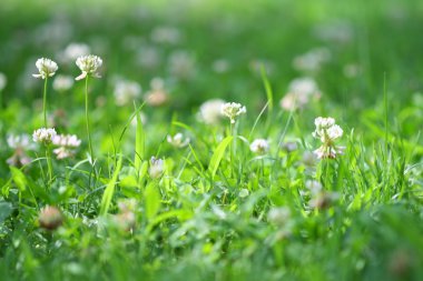 White clover clipart