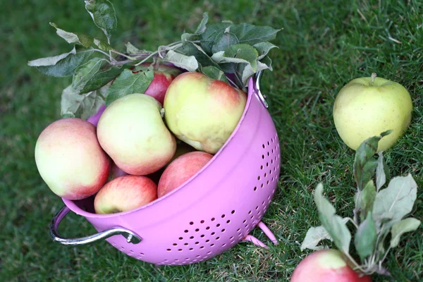 Apples in the pink strainer — Stock Photo, Image