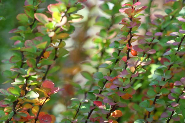 小檗 ottawensis 接受。秋季 — 图库照片