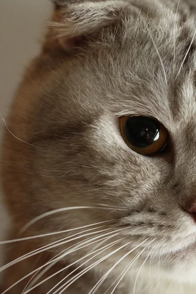 Портрет шотландской складной кошки — стоковое фото