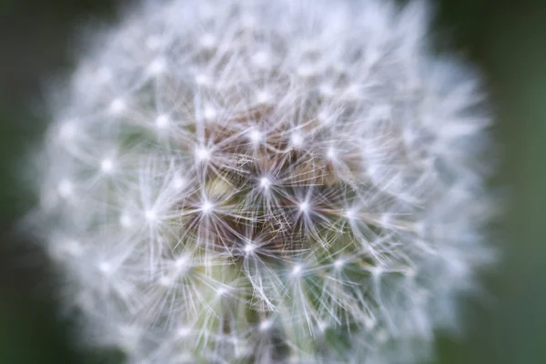 stock image White Dandelion