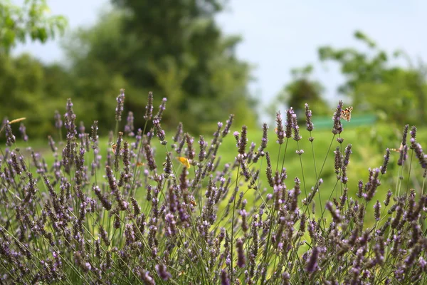 Lavendel und Schmetterlinge — Stockfoto
