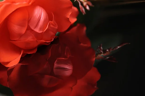 红色的玫瑰在黑色的钢琴上.反刍动物 — 图库照片