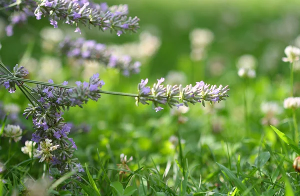 Lavendel und Klee — Stockfoto