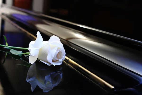 Rosa blanca en el piano — Foto de Stock