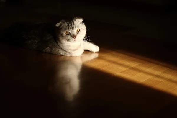 Кіт — стокове фото