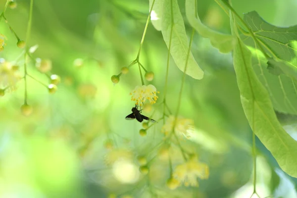 蝶と花のリンデン — ストック写真