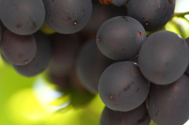 Blue grapes in the sunshine