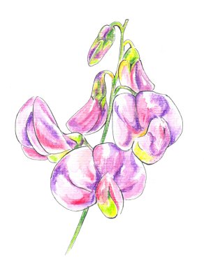 Tatlı bezelye (lathyrus)