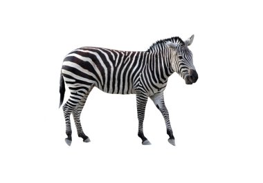 Zebra