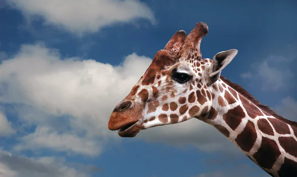 Giraffens huvud — Stockfoto