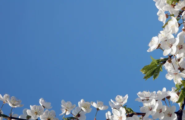 Sky and flowers — Stock Photo, Image