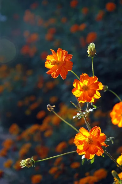 여름의 꽃 — 스톡 사진