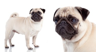 Pug isolated on white background clipart