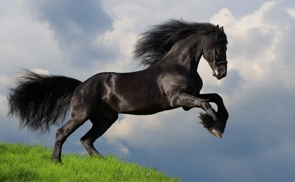 https://static3.depositphotos.com/1001374/128/i/450/depositphotos_1285559-stock-photo-friesian-stallion-gallop-in-field.jpg