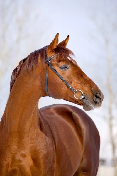 Портрет каштановой лошади зимой — стоковое фото