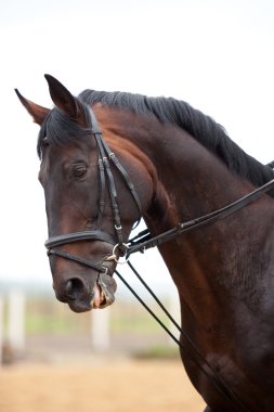 Portrait of dark bay stallion in rain clipart