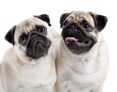 Two Pugs isolated on white background clipart