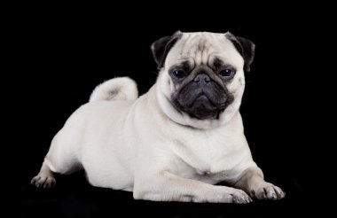 Pug on black background clipart