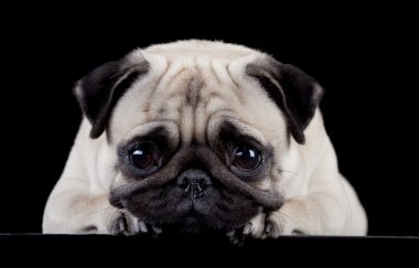 Pug on black background clipart