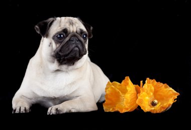 Pug on black background clipart