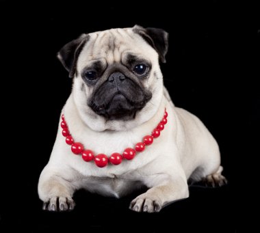 Pug in red beads on black background clipart