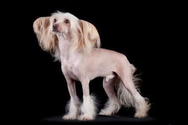 Chinese Crested dog on black background clipart