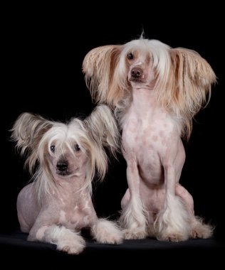 Chinese Crested dogs on black background clipart