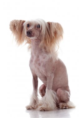 Chinese Crested on white background clipart