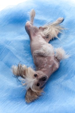 Chinese Crested on blue background clipart