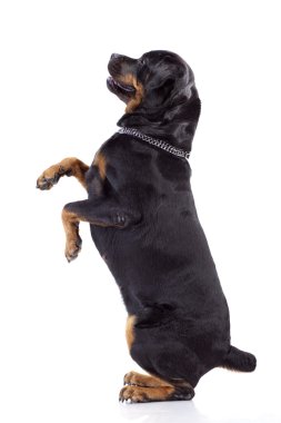 beyaz kağıt izole rottweiler