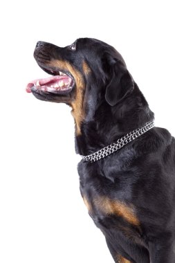 beyaz kağıt izole rottweiler