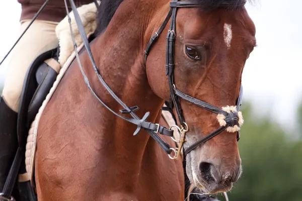 Nyári Bay horse kantár képzés — Stock Fotó