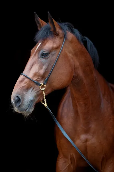 Portret van baai paard in hoofdstel — Stockfoto