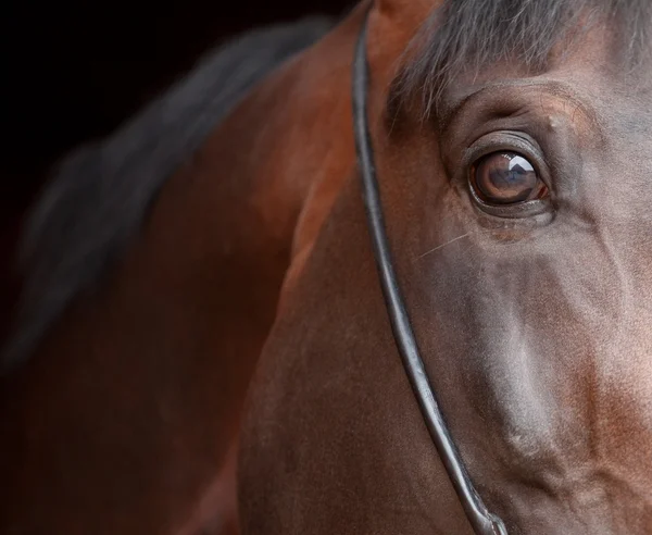 Портрет лавровой лошади — стоковое фото
