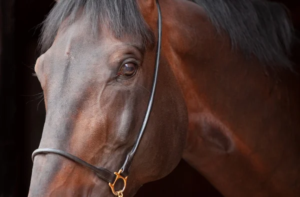 Портрет лавровой лошади — стоковое фото