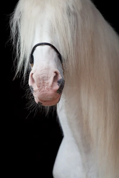 Retrato de cavalo cinza (shire ) — Fotografia de Stock