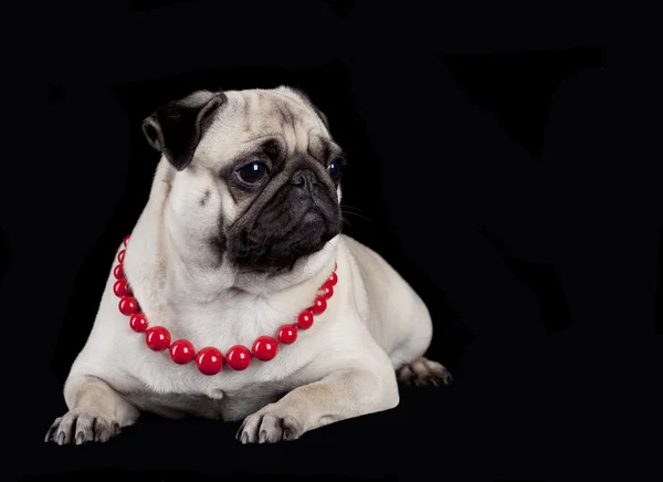 Pug in red beads on black background — Stock Photo, Image