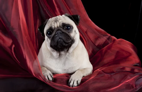 Pug liggend op rode zijde textuur — Stockfoto