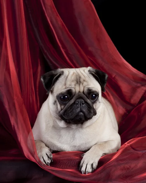 赤い絹のテクスチャの上に横たわるパグ — ストック写真