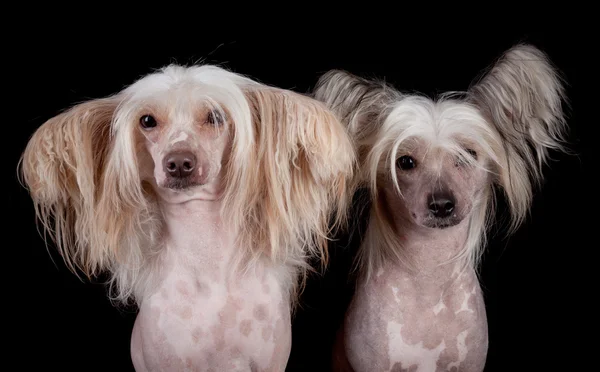 Kinesiska crested hundar på svart bakgrund — Stockfoto
