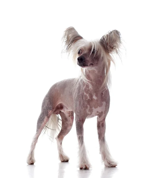 Chinese crested op witte achtergrond — Stockfoto