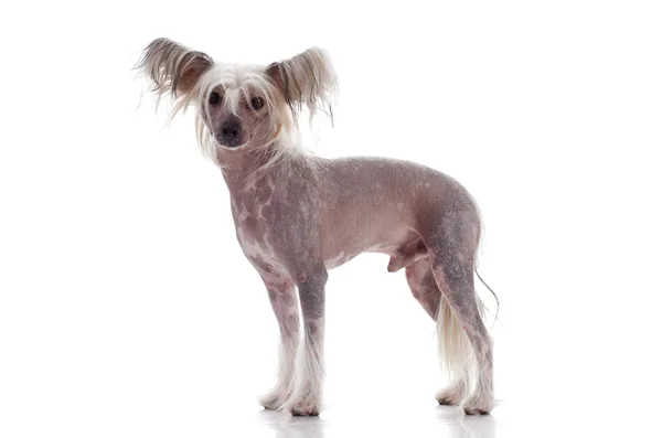 Chinese crested op witte achtergrond — Stockfoto
