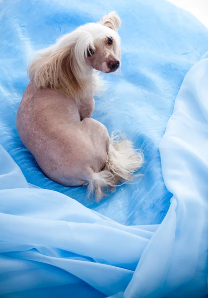 Kinesisk nakenhund på blå bakgrund — Stockfoto