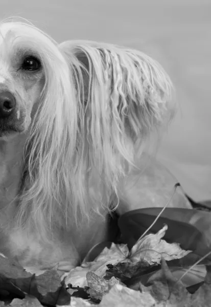 Chino cresta perro en gris fondo — Foto de Stock