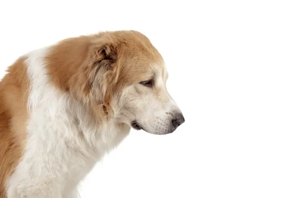 Asiatischer Schäferhund auf weißem Hintergrund — Stockfoto