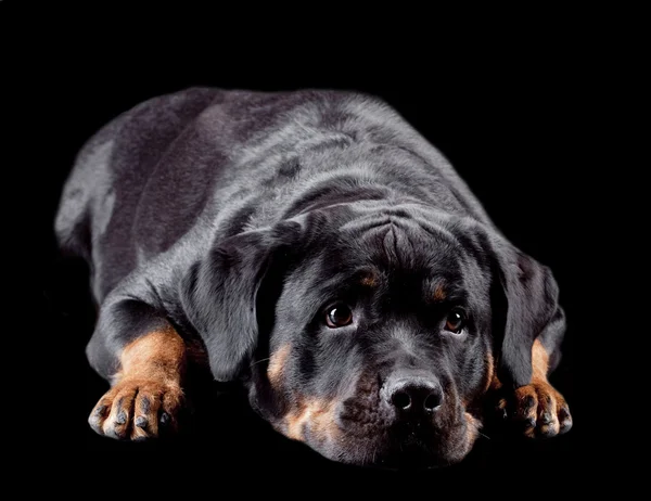 Rottweiler isolé sur backgroud noir — Photo